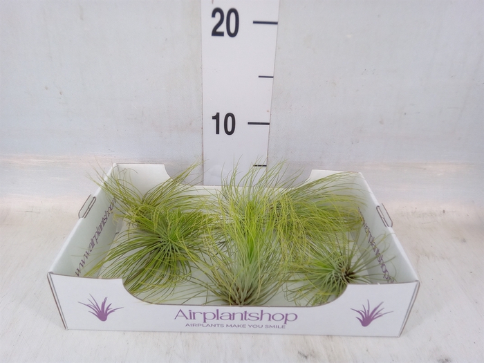 <h4>Tillandsia</h4>