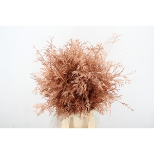 Coniferen Copper Per Bunch