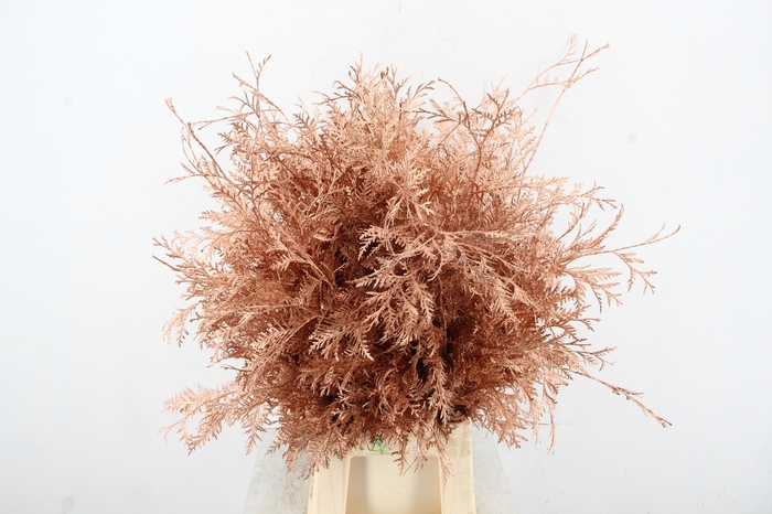 <h4>Coniferen Copper Per Bunch</h4>