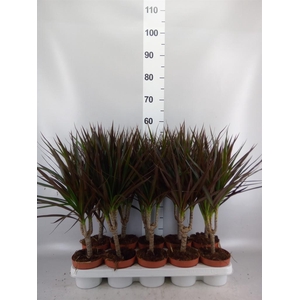 Dracaena marg. 'Magenta'