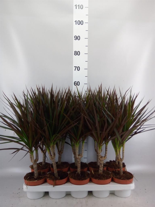 <h4>Dracaena marg. 'Magenta'</h4>