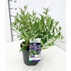 Caryopteris x clandonensis Heavenl
