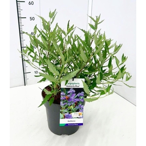 Caryopteris x clandonensis Heavenl