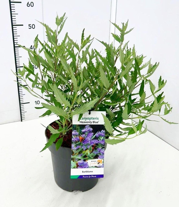 <h4>Caryopteris x clandonensis Heavenl</h4>