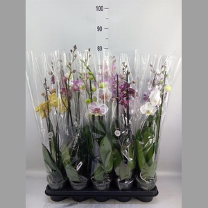 Phalaenopsis   ...mix