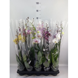 Phalaenopsis   ...mix