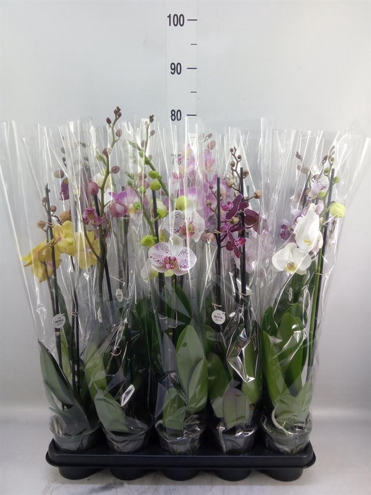 <h4>Phalaenopsis   ...mix</h4>