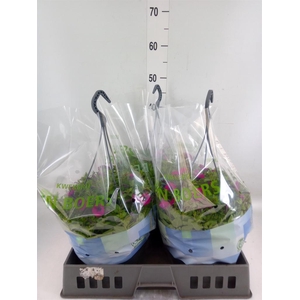 Petunia  'Tiny Tunia Cerise'