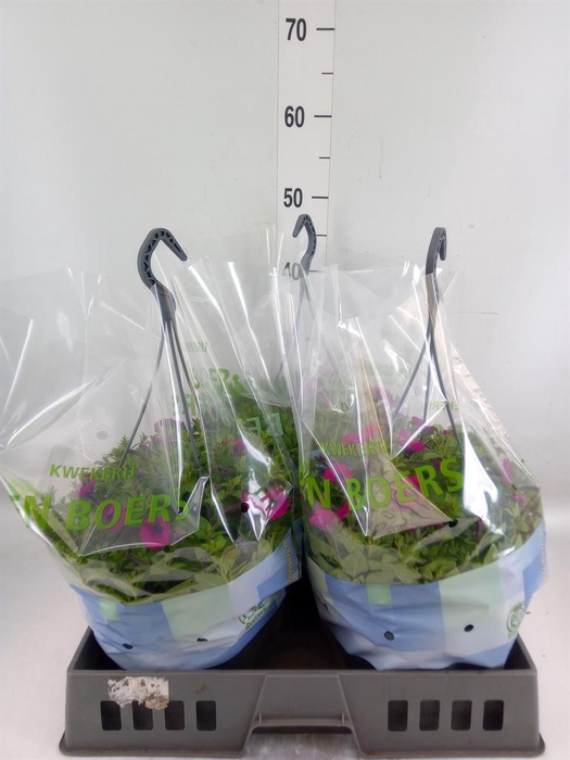 <h4>Petunia 'Tiny Tunia Cerise'</h4>