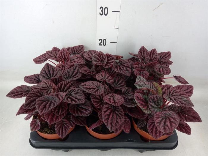 <h4>Peperomia caperata   ...</h4>