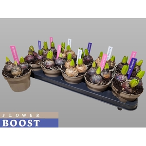 HYACIN PEAR GEM 4 KL