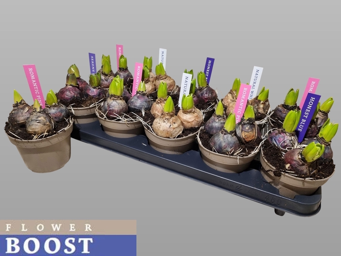 <h4>HYACIN PEAR GEM 4 KL</h4>