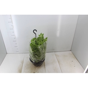 PEPEROMIA SCANDENS C21