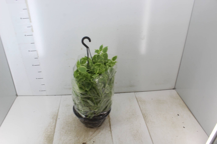 <h4>PEPEROMIA SCANDENS C21</h4>