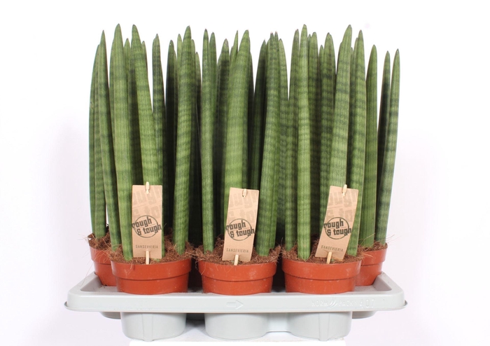 <h4>Sansevieria Cylindrica</h4>
