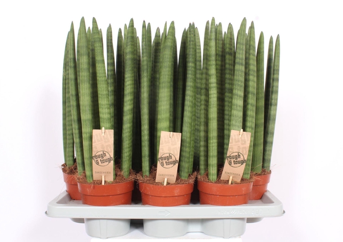 <h4>Sansevieria Cylindrica</h4>
