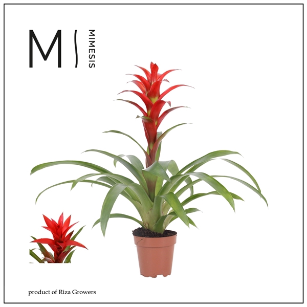 <h4>Mimesis Guzmania Suerte Red - 12 cm</h4>