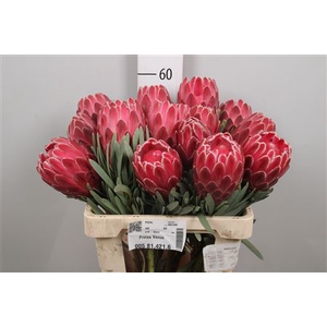 Protea Venus