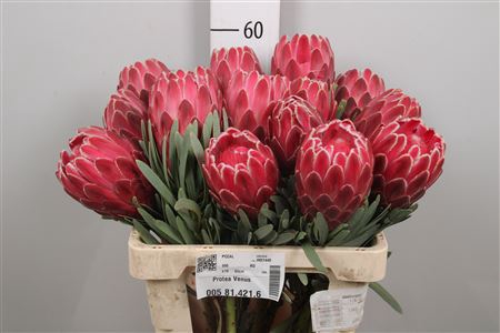 <h4>Protea Venus</h4>