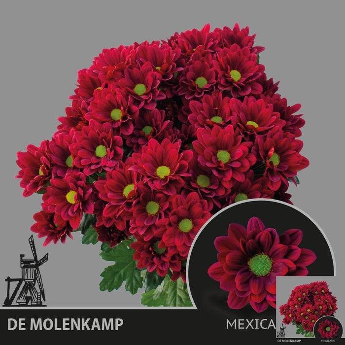 <h4>CHR T MEXICANO</h4>