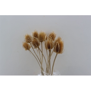 Dried Dipsacus Naturel 60cm Pst