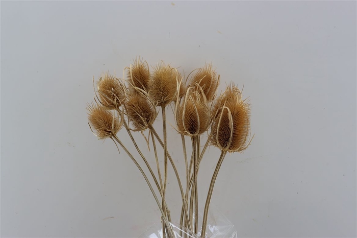 <h4>Dried Dipsacus Naturel 60cm Pst</h4>