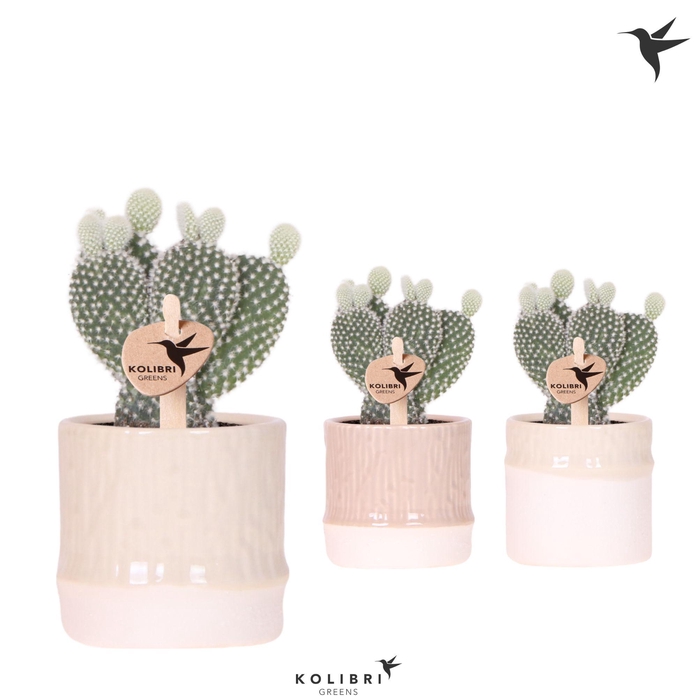 <h4>Kolibri Greens Opuntia white in Bamboo pot mix</h4>