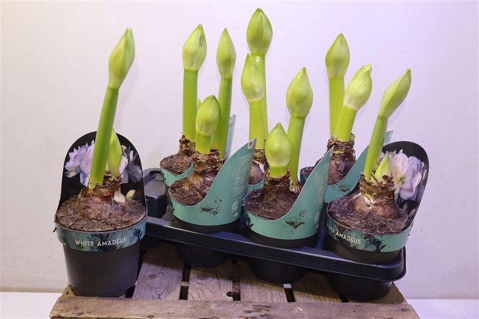 <h4>Hipp Ga Whi Amadeus</h4>