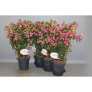 FUCHSIA OV