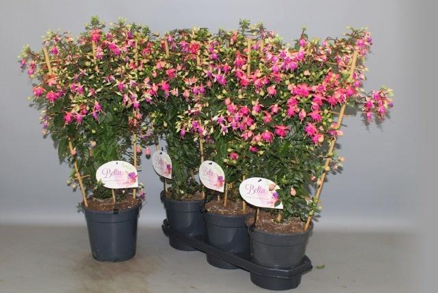<h4>FUCHSIA OV</h4>