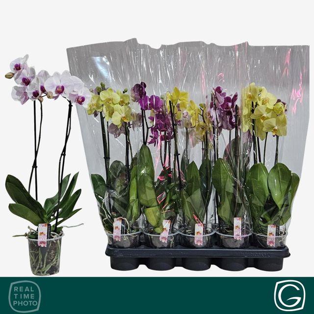 <h4>PHAL MIX 2 TAK</h4>