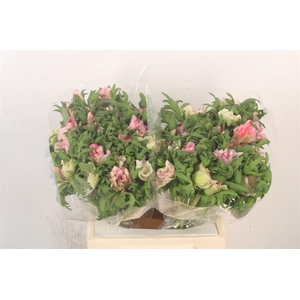 Anem Mistral Malva X25