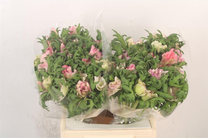 <h4>Anem Mistral Malva X25</h4>