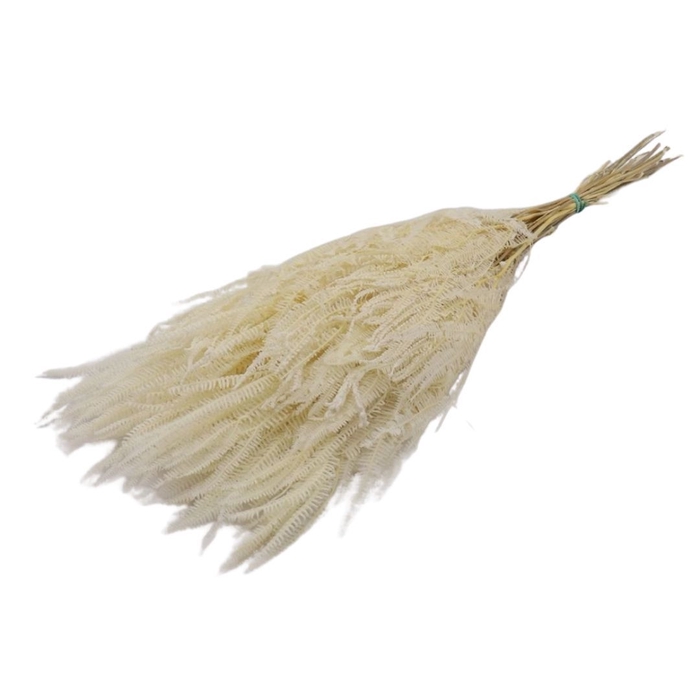 <h4>Preserved Helecho 70cm 150g</h4>
