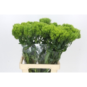 Dianthus Br Kiwi Mellow