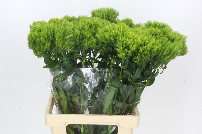 <h4>Dianthus Br Kiwi Mellow</h4>