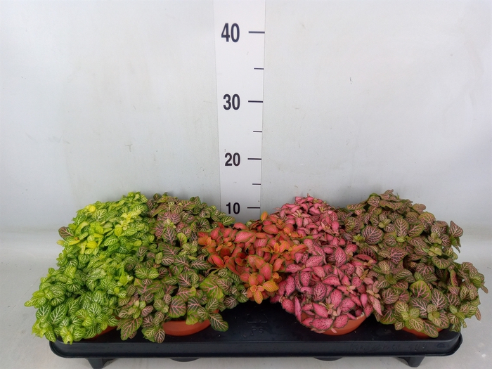 <h4>Fittonia   ...mix</h4>