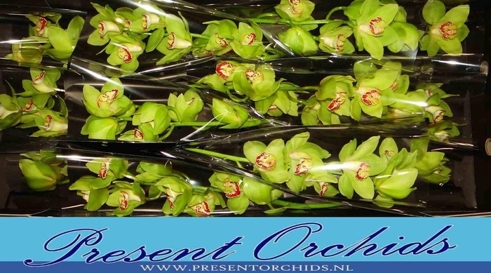 <h4>CYMB T MRS MAXIMA</h4>