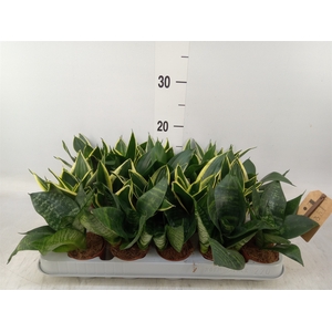 Sansevieria trifa. 'Hahnii'