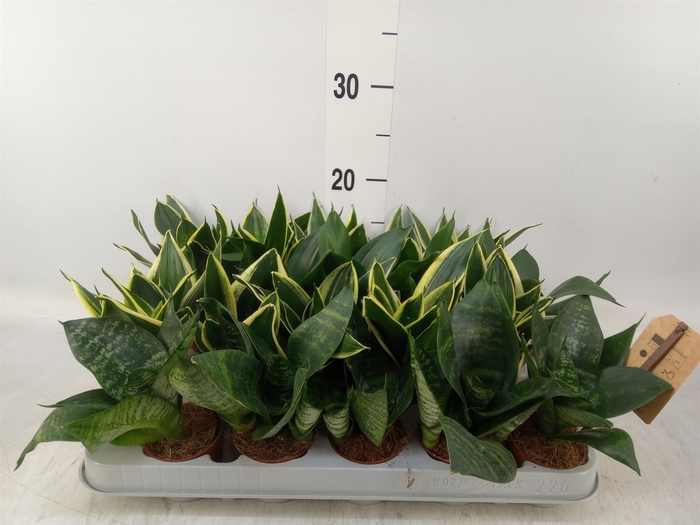 <h4>Sansevieria trifa. 'Hahnii'</h4>