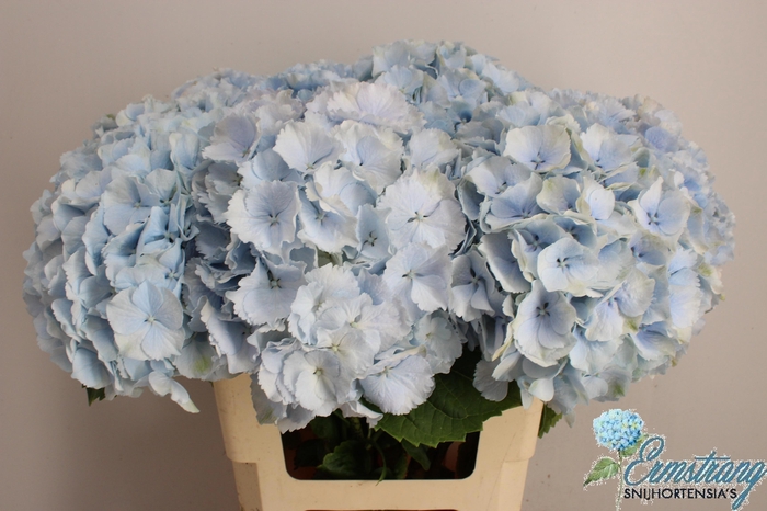 <h4>HYDR M CH VERENA BL</h4>