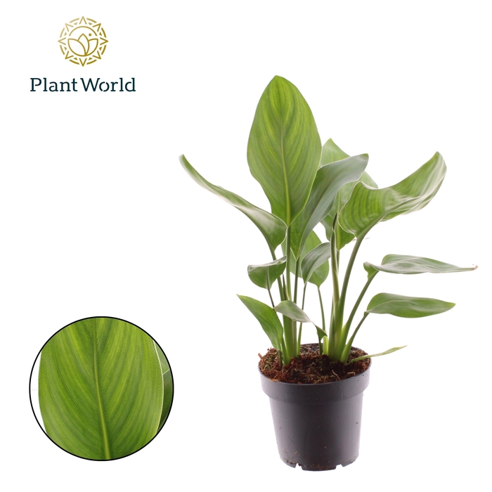 <h4>Strelitzia Reginae</h4>