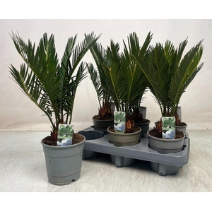 CYCAS REVOLUTA