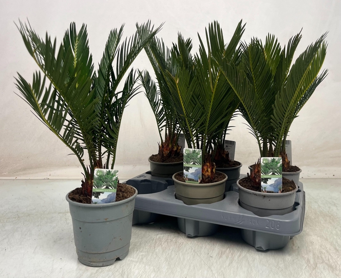 <h4>CYCAS REVOLUTA</h4>