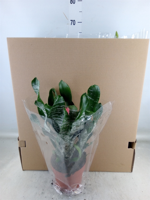 <h4>Aechmea   ...mix</h4>