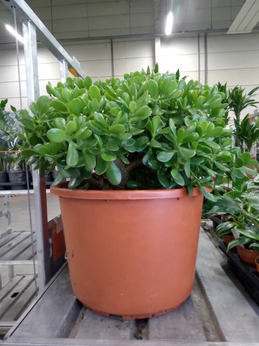 <h4>Crassula ovata</h4>