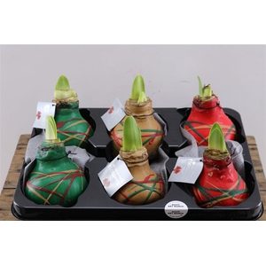 Wax Hipp Art Munch Mix