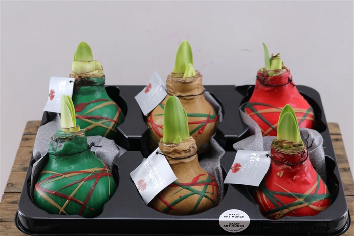 <h4>Wax Hipp Art Munch Mix</h4>