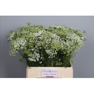 Ammi Majus