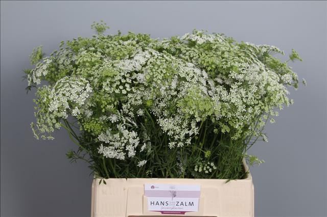 <h4>Ammi Majus</h4>